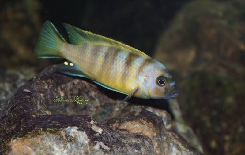 Maylandia melissa 'Chirwa Island'